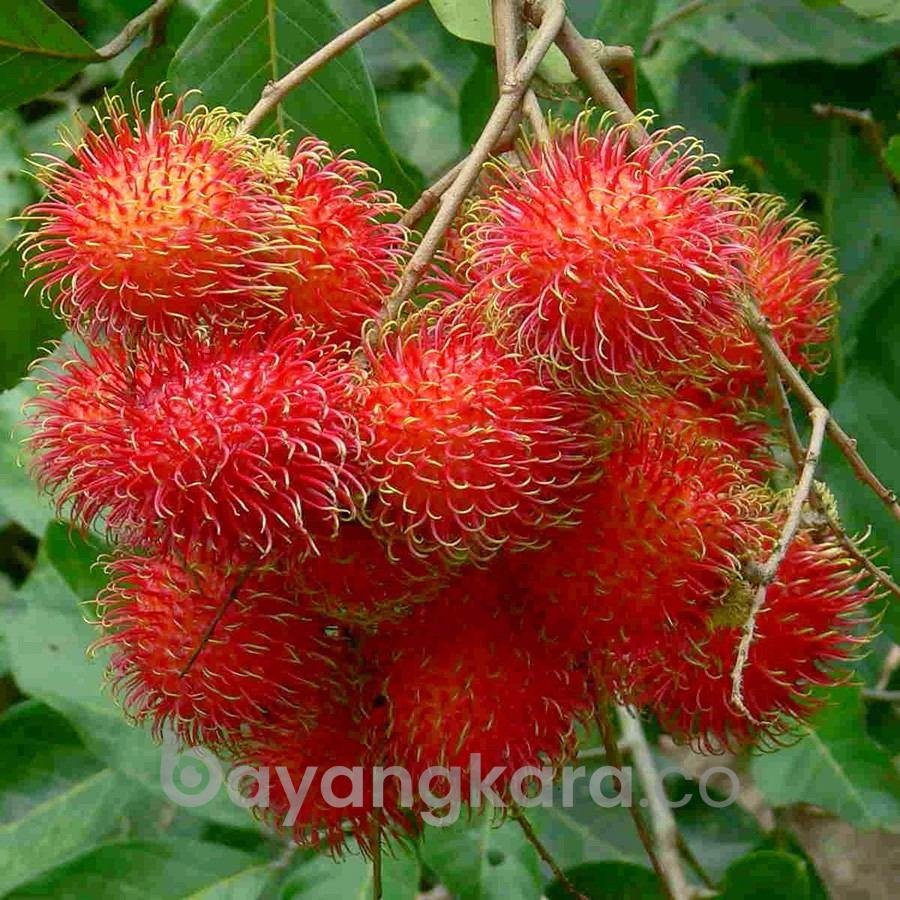 TERNYATA KONSUMSI RAMBUTAN BANYAK MANFAAT UNTUK KESEHATAN