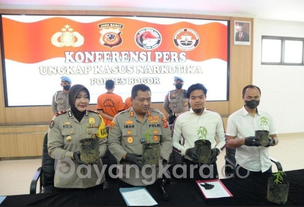 Cari Kegiatan biar Tidak Kesepian, Pria di Bogor Tanam Ganja di Rumah.