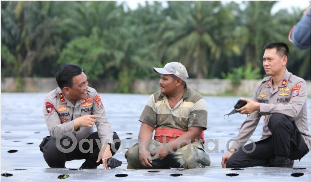 Manfaatkan Lahan Tidur, Kapolda Sumut Gagas Perkebunan Cabai dan Bawang