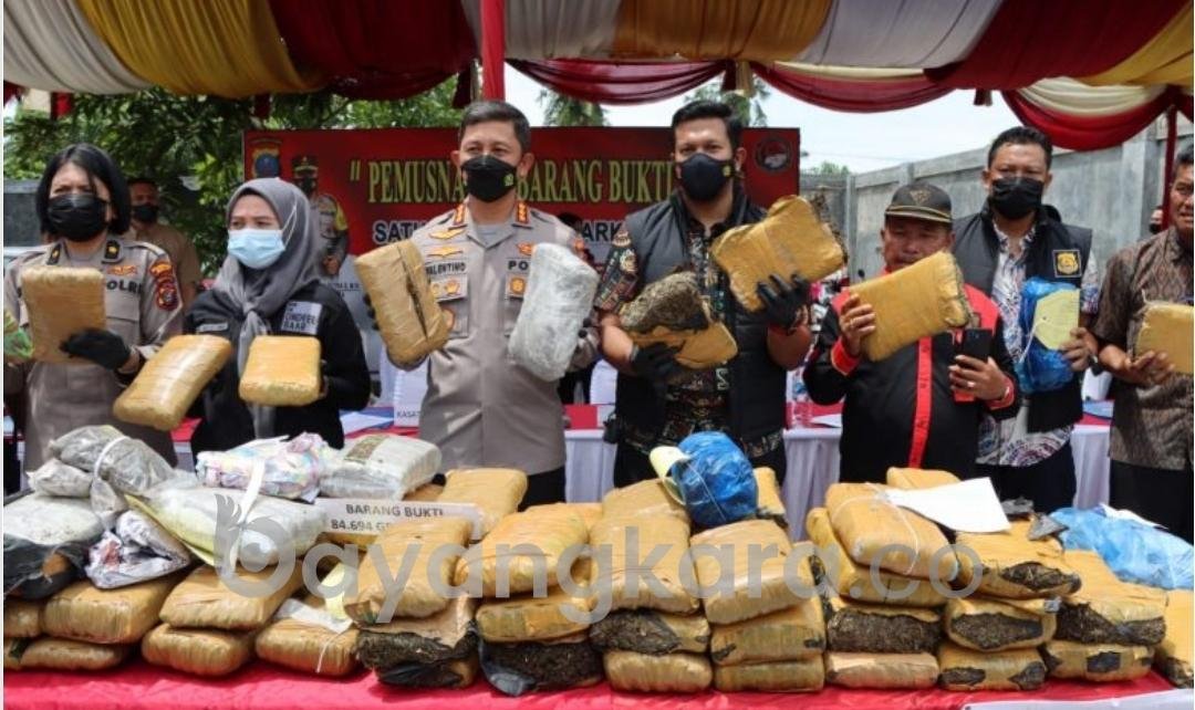 SATRES NARKOBA POLRESTABES MEDAN MUSNAHKAN 84 KG GANJA KERING HASIL UNGKAPAN KASUS