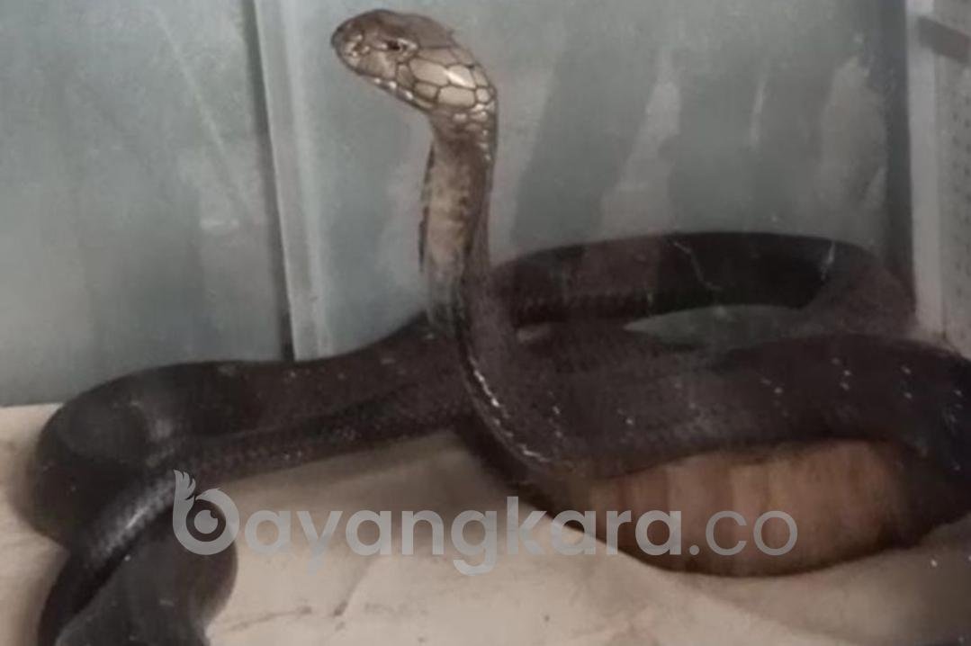 Imam Tewas Usai Digigit King Kobra Peliharaan  nya.