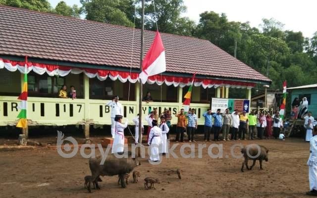 2 BABI HUTAN MASUK  KELAS (MTSN)  GURU DAN 2 SISWA LUKA DISERUDUK BABI