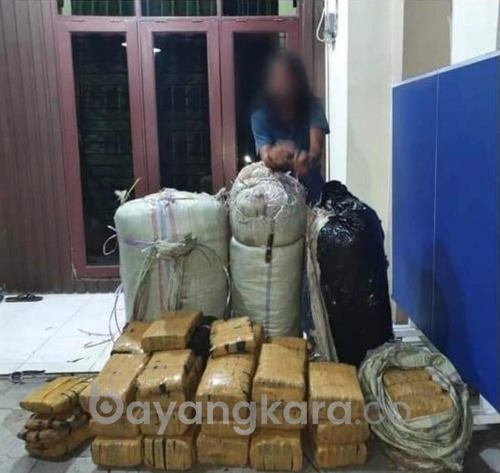 200 Kg Ganja siap Edar digagalkan Polda Sumut