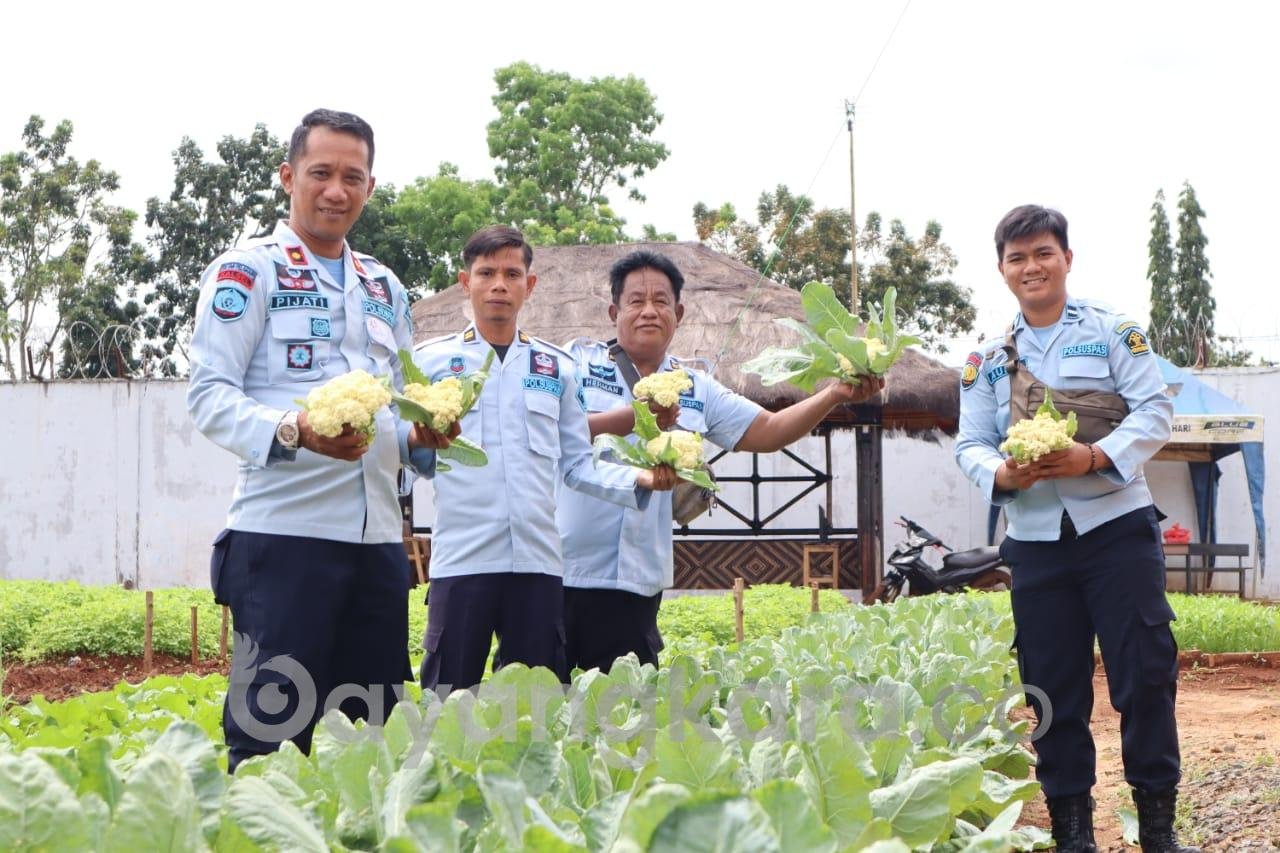 Rahmad Pijati Memimpin Panen Perdana Sayur sayuran di Rutan Pelaihari 
