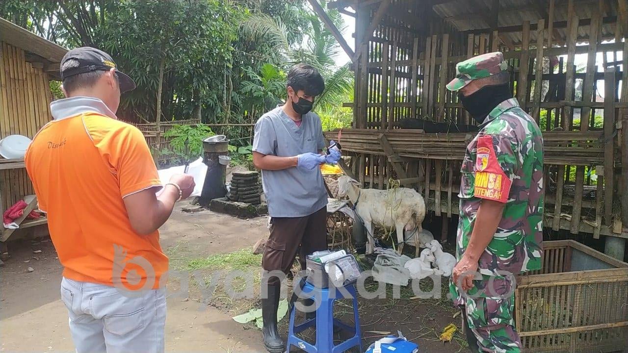 Peduli Kesehatan Hewan Ternak, Babinsa Pos Selopuro Dampingi Kegiatan Vaksinasi PMK Di Wilayah Binaannya