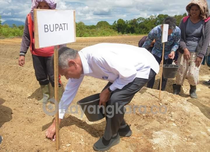 Taiwan Technical Mission Paparkan Bawang Merah Tumbuh Baik di Food Estate