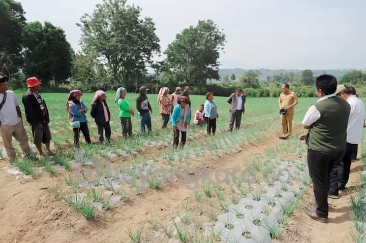 Bupati Humbahas Tinjau Pertanaman Bawang Merah Bantuan BI di Desa Dolokmargu