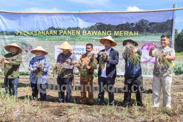 Kemenko Marves Bersama Bupati Humbahas Panen Bawang Merah di Food Estate, 10 Ton per Ha