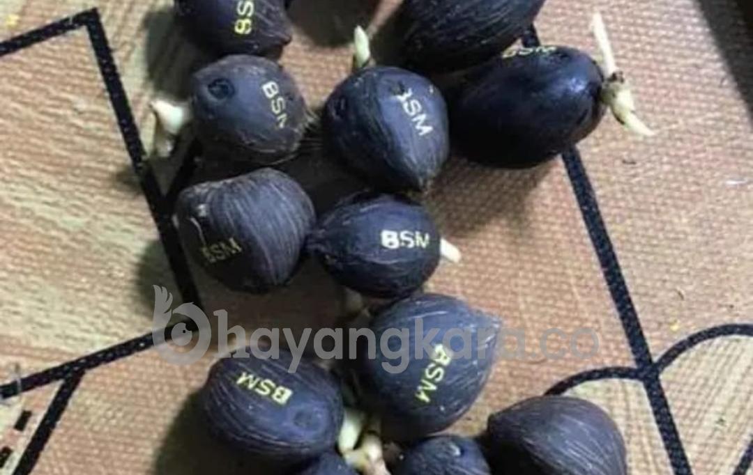 Diduga Pengiriman Kecambah Kelapa Sawit Ilegal Asal Batu Bara Ke Riau Jadi Buah Bibir Warga.
