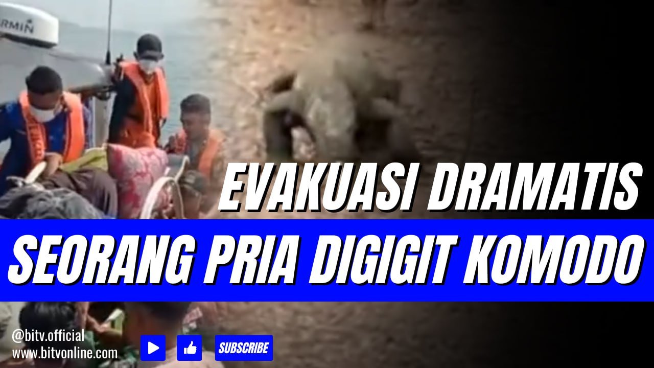 Proses Evakuasi Dramatis Pria Digigit Komodo saat Mencari Buah