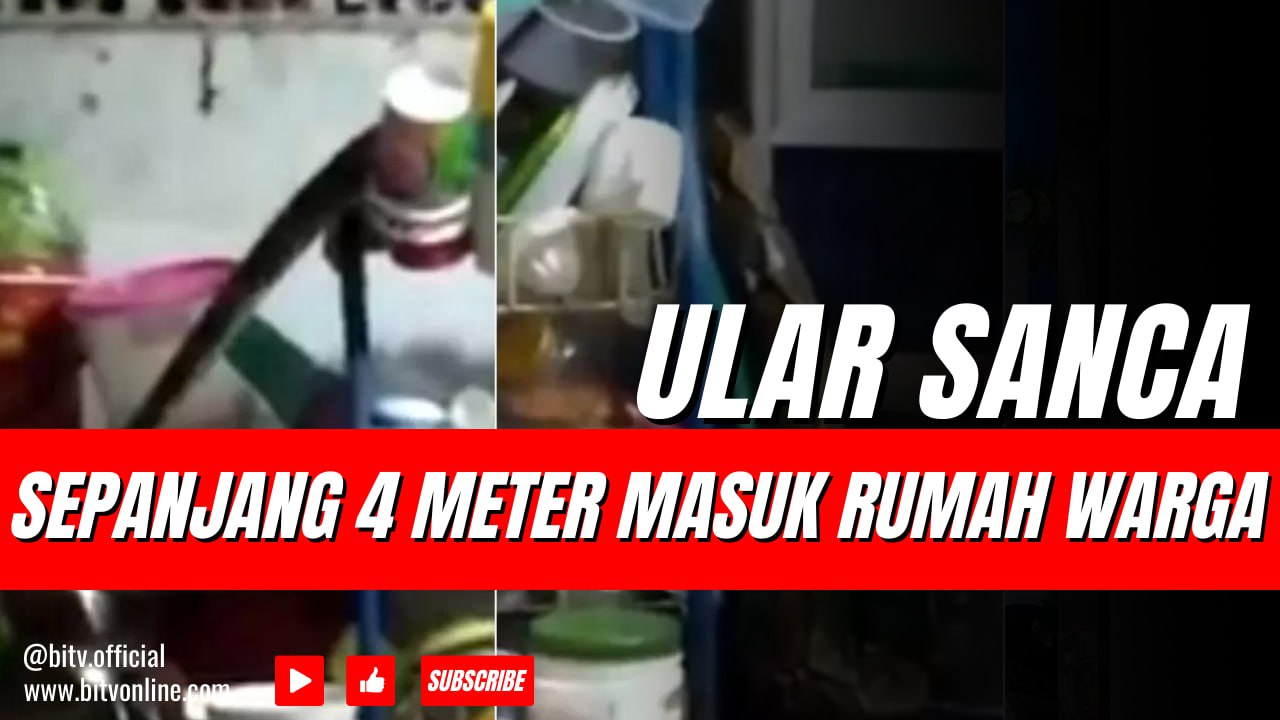 Ular Sanca Sepanjang 4 Meter Masuk Rumah Warga