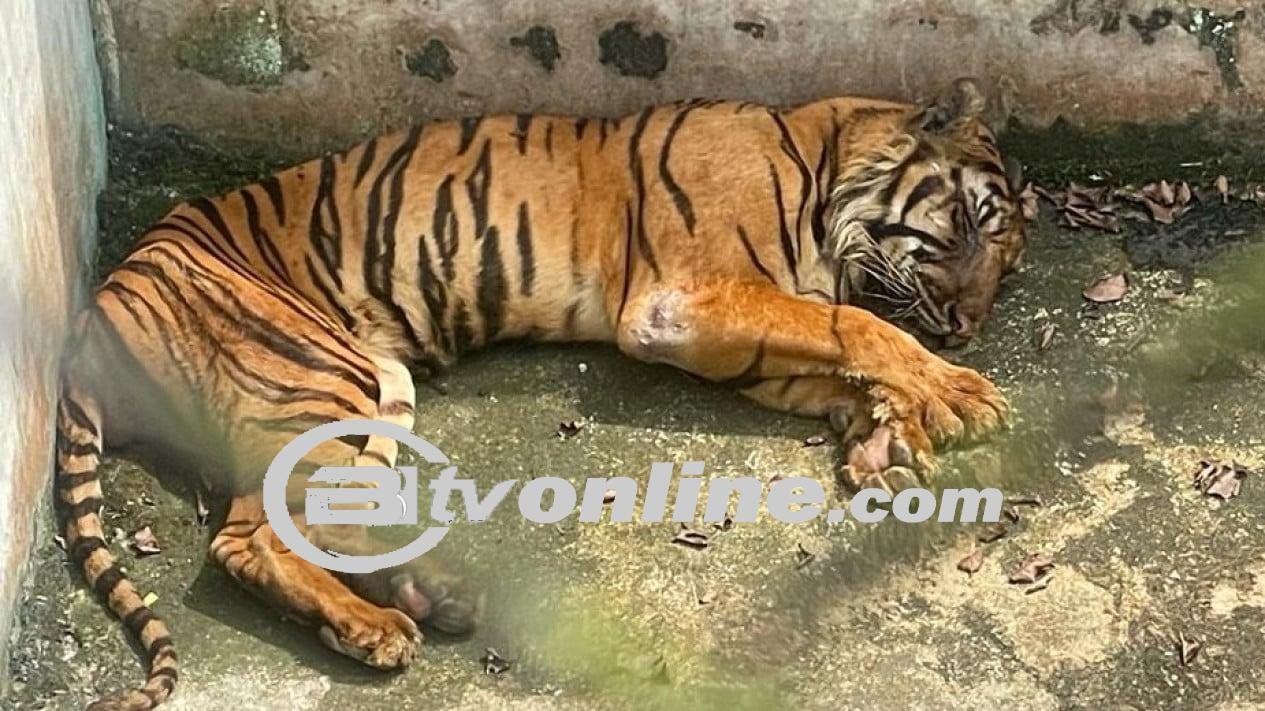 1 Harimau Benggala Mati Lagi, Hanya Tersisa 9 Ekor Harimau di Medan Zoo