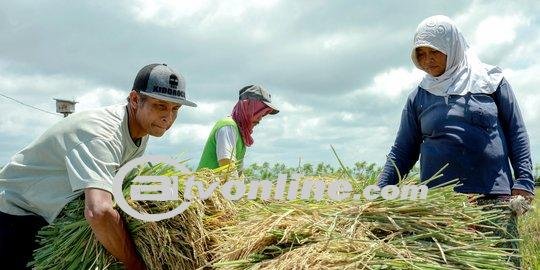 Masuk Masa Panen, Bapanas Ungkap Harga Beras Akan Turun