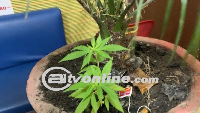 Pria di Samosir Ditangkap Polisi Usai Tanam Ganja di Halaman Rumah