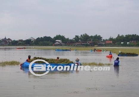 Banjir di Desa Tondomulyo, Petani Terpaksa Panen Padi dengan Perahu Dari Terpal