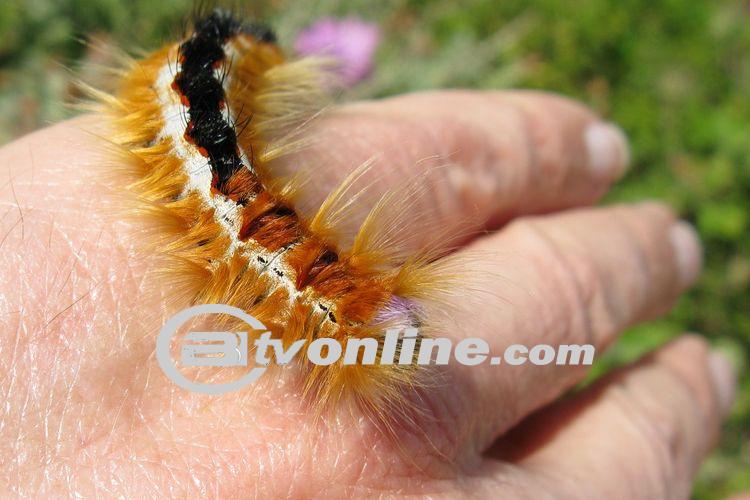 Serangan Ribuan Ulat Bulu di Banyuwangi