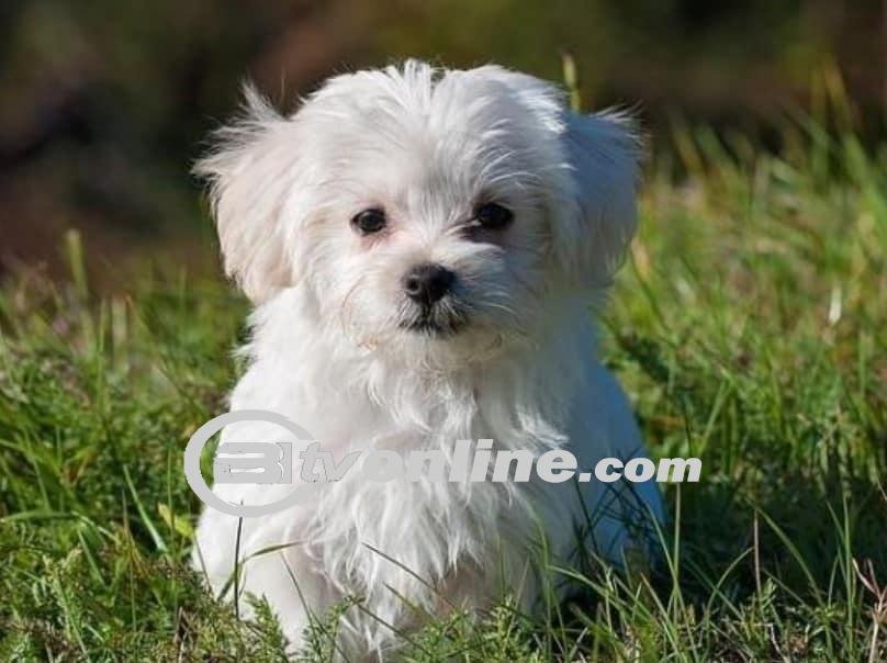 Anjing Berjenis Maltese yang Tewas Dianiaya di Jember dan Kegelisahan Pemiliknya