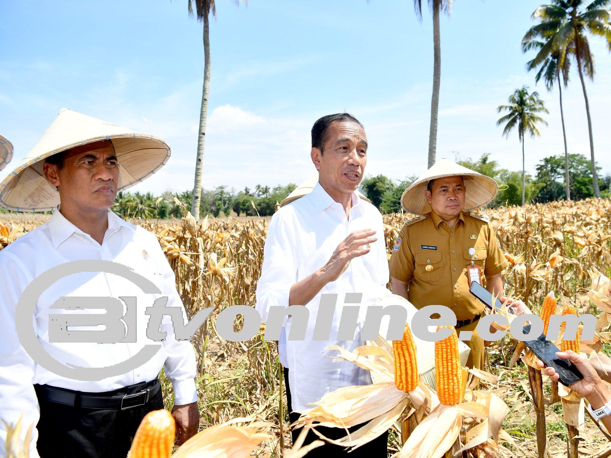 Kunjungan Presiden Jokowi di Gorontalo, Fokus pada Peningkatan Produksi Jagung dan Harga