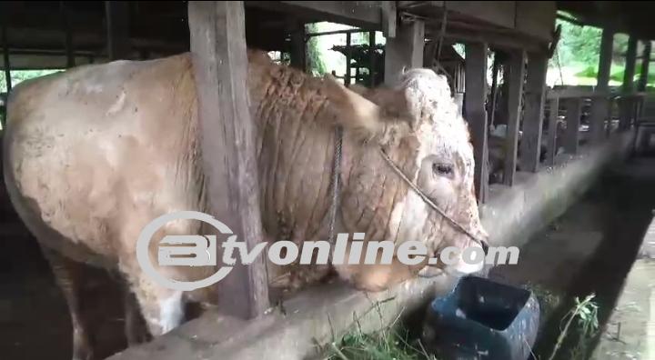 Antusiasme Masyarakat Jambi Menyongsong Hari Raya Idul Adha,Pedagang Sapi Kurban Siapkan Persiapan Terbaik