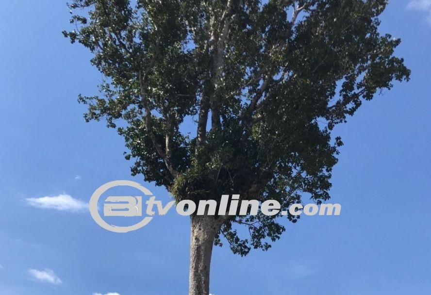 Cerita Magis Pohon Hau Sisada-sada Yang Ingin Ditumbangkan PT TPL