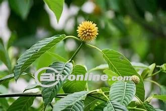 Membongkar Kontroversi Daun Kratom, Potensi Obat dan Ancaman Kesehatan