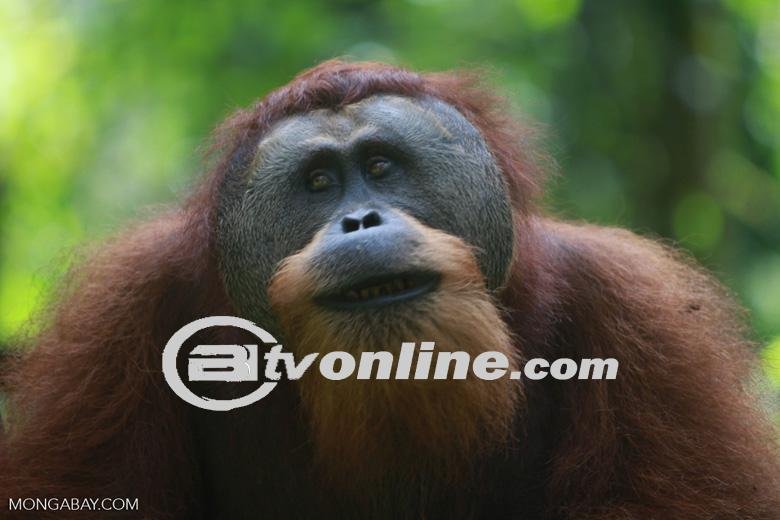 Orang Utan Pemberani! Kisah Inspiratif dari Hutan Gunung Leuser