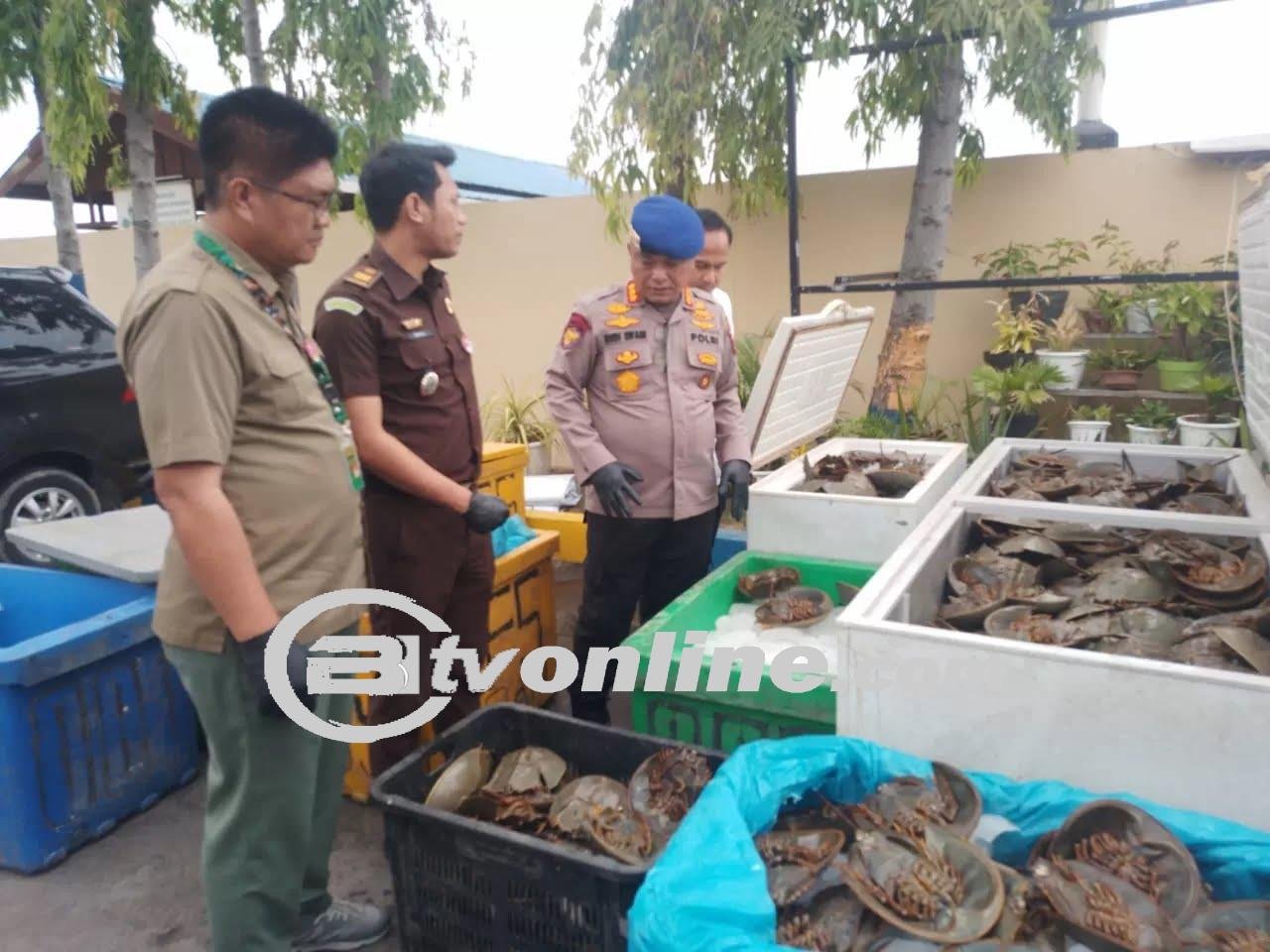 1.600 Ekor Ketam Tapak Kuda Disita di Sergai, Pelaku Ditangkap