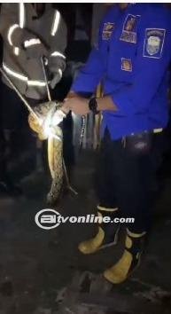 Waspada! Peralihan Musim Picu Masuknya Ular ke Permukiman, Damkar Minta Warga Jaga Kebersihan Lingkungan