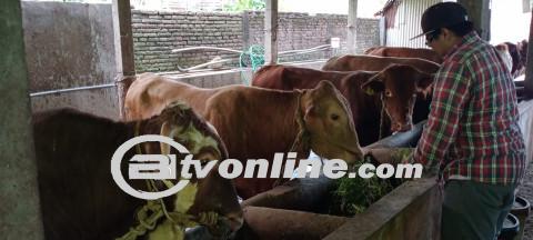 Tenaga Medis Terlibat dalam Pemantauan Kesehatan Hewan Kurban di Malang Menjelang Idul adha