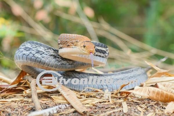 Keunikan Ular Lanang Sapi! Fakta Menarik dari Dunia Reptil yang Mempesona