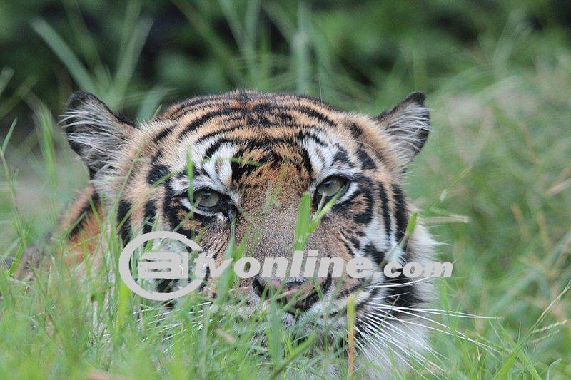 Pekerja Kebun Akasia Tewas Akibat Serangan Harimau Sumatra, Tangan Kanan Korban Hilang!