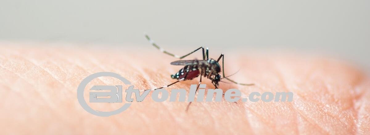 Waspada! DBD di Lampung Capai 3.316 Kasus, 12 Orang Meninggal Dunia!