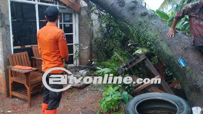 Pohon Tumbang Akibat Hujan Deras di Bogor, Memperingatkan Pentingnya Kewaspadaan dan Kerjasama Masyarakat