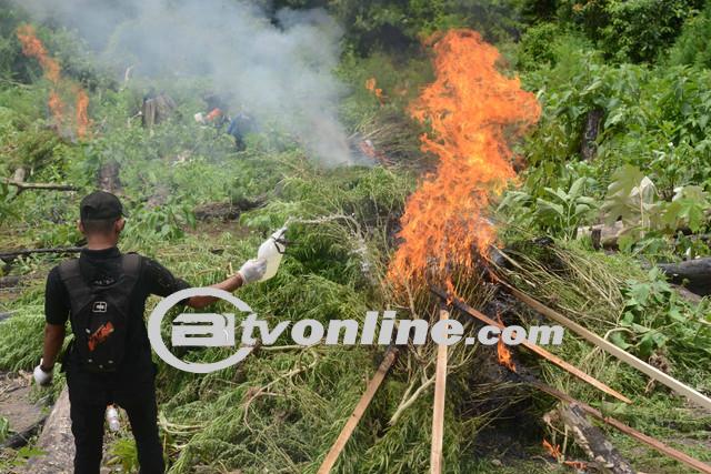 BNN, TNI, dan Polri Musnahkan Ladang Ganja Siap Panen di Aceh Besar