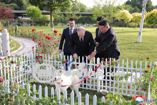 Putin Terima Hadiah Sepasang Anjing Pungsan dari Kim Jong-un di Pyongyang