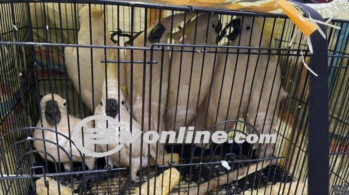 Operasi Penangkapan Pengiriman Satwa Dilindungi: Polisi Gagalkan Perdagangan Burung Kakak Tua