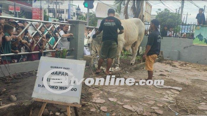 Antusiasme Warga Saat Sapi Kurban Presiden Jokowi Disembelih di Masjid Perjuangan 45 Medan