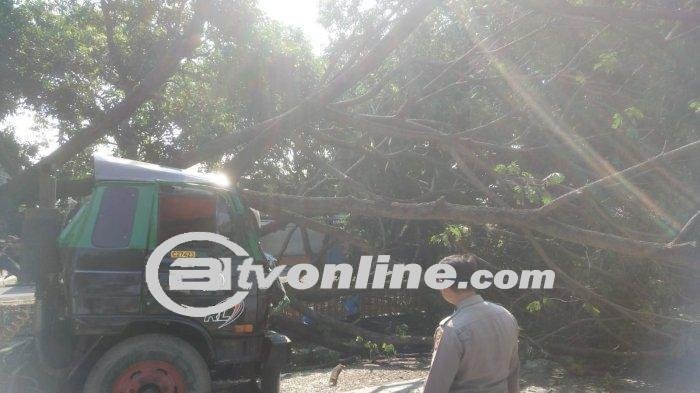 Pohon Trembesi Tumbang di Jalur Pantura Indramayu: Arus Lalu Lintas Tersendat Akibat Senggolan Truk Kontainer