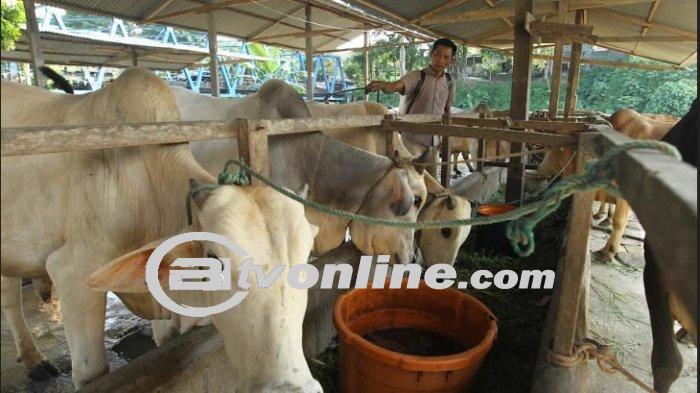 Lesunya Penjualan Hewan Kurban: Tanda Daya Beli Masyarakat Menengah Lesu
