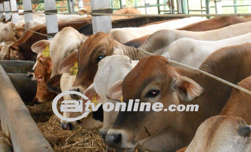 Doa dan Tata Cara Menyembelih Hewan Kurban Sesuai Hukum Islam: Langkah-langkah Yang Harus Dipatuhi