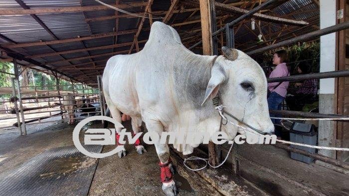 Sapi Kurban Jokowi: Kisah Sapi Jenis PO dari Peternakan YT Farm Binjai, Dibeli Rp 90 Juta