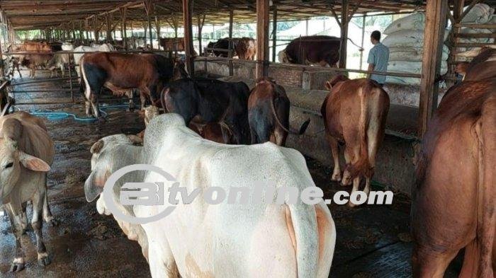 Kisah Penurunan Pembeli Sapi Kurban di Kota Binjai Jelang Idul Adha 2024?