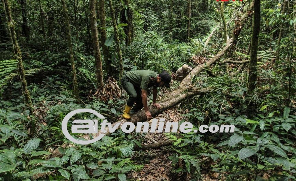 Deforestasi Indonesia: Ancaman Serius Bagi Kehidupan dan Langkah Millennial Untuk Melindungi Hutan