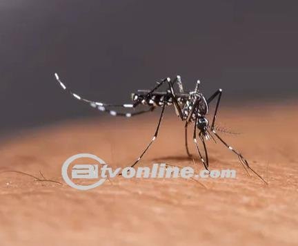 Waspadai Jentik Nyamuk di Rumah, Akan Didenda 50 Juta?!