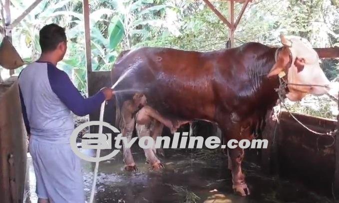 Sapi “Si Jenggot”: Dipilih Jokowi Untuk Kurban di Jambi