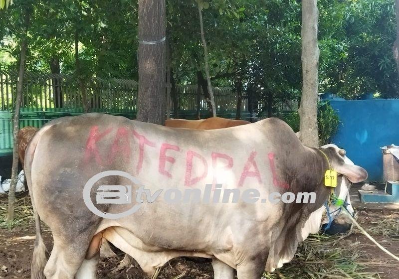 Toleransi Bersemi di Masjid Istiqlal: Sumbangan Hewan Kurban dari Berbagai Tokoh dan Umat Beragama