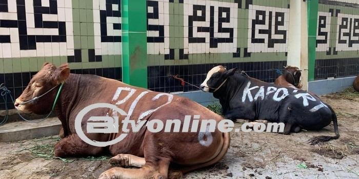 Muhammadiyah Jakarta Terima Sumbangan 26 Ekor Sapi dan 4 Domba Untuk Idul Adha 1445 H