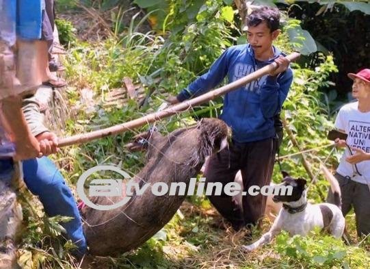 Babi Hutan Bertaring yang Meneror Warga Sukabumi!