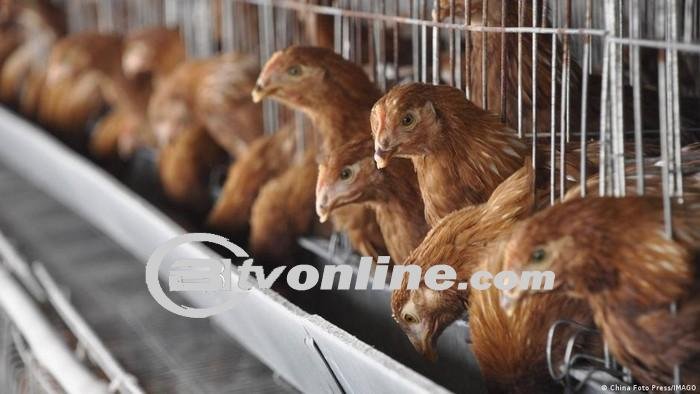 Indonesia Waspada Terhadap Flu Burung, Kesiagaan Ditingkatkan Menyusul Kasus Terbaru