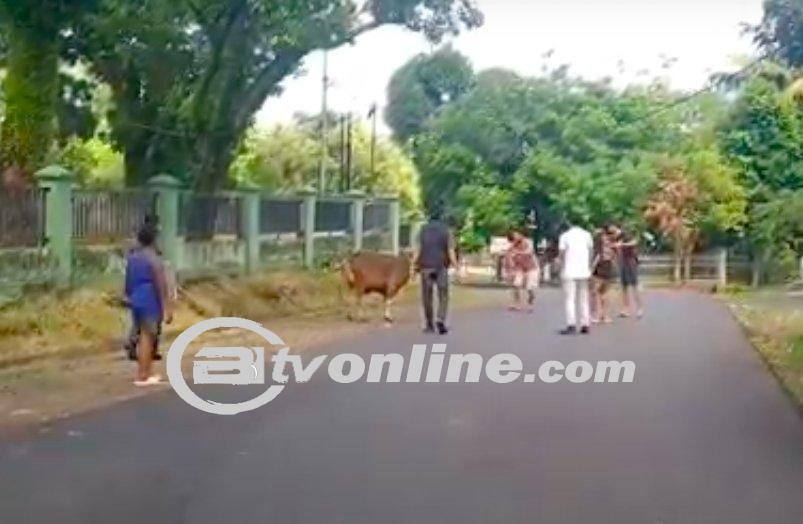Heboh Sapi Kurban Kabur Sejauh 2 Km, Sempat Nyasar ke Markas TNI